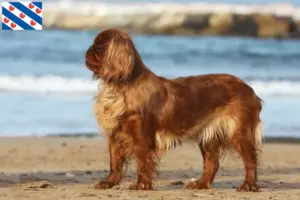 Read more about the article King Charles Spaniel breeders and puppies in Friesland