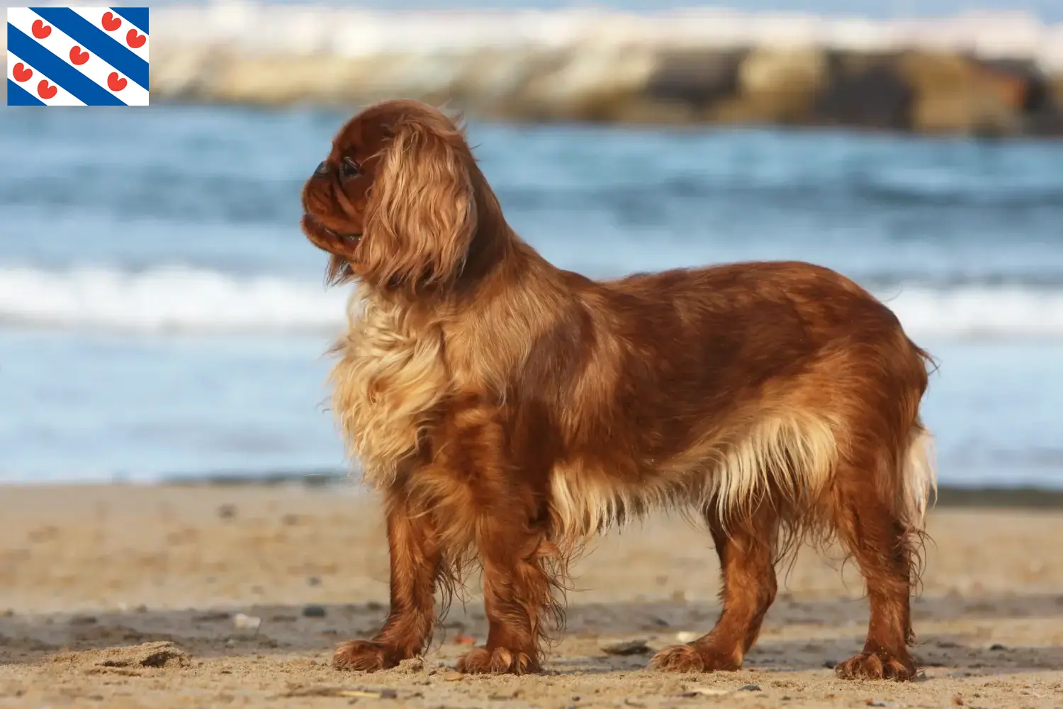 King Charles Spaniel puppies and breeders Friesland Find King Charles Spaniels breeders in Friesland.