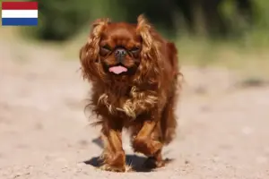 Read more about the article King Charles Spaniel breeders and puppies in the Netherlands