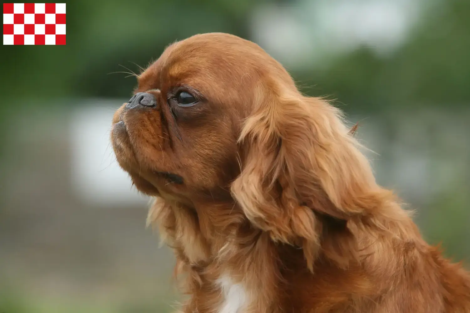 King Charles Spaniel puppies and breeders North Brabant Find King Charles Spaniels breeders in North Brabant.