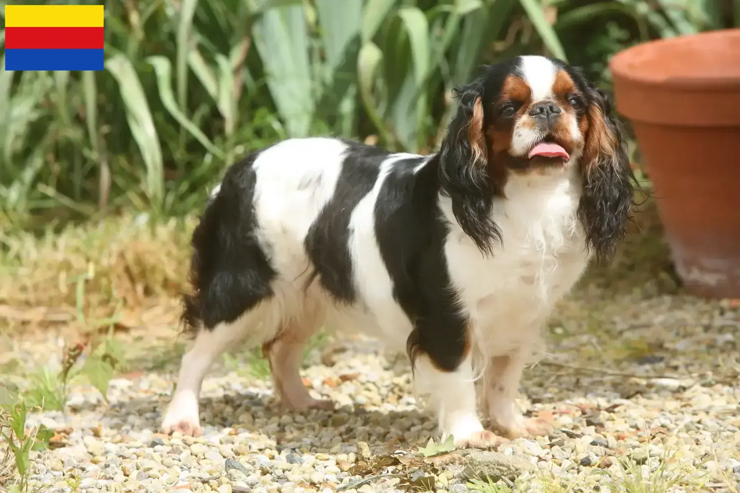 King Charles Spaniel puppies and breeders North Holland Find King Charles Spaniels breeders in North Holland.