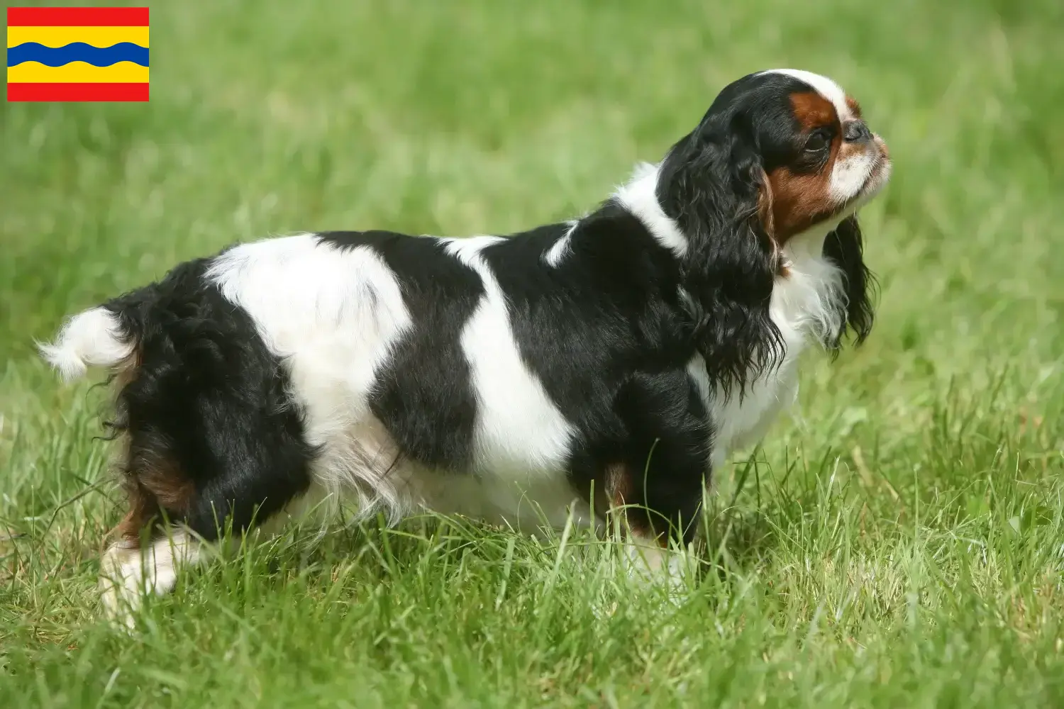 King Charles Spaniel puppies and breeders Overijssel Find King Charles Spaniels breeders in Overijssel.