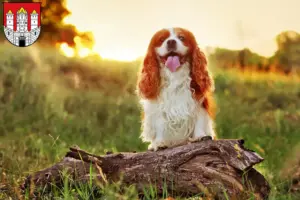 Read more about the article King Charles Spaniel breeders and puppies in Salzburg