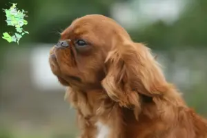 Read more about the article King Charles Spaniel breeders and puppies in Sjælland