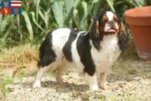 Read more about the article King Charles Spaniel breeders and puppies in South Moravia