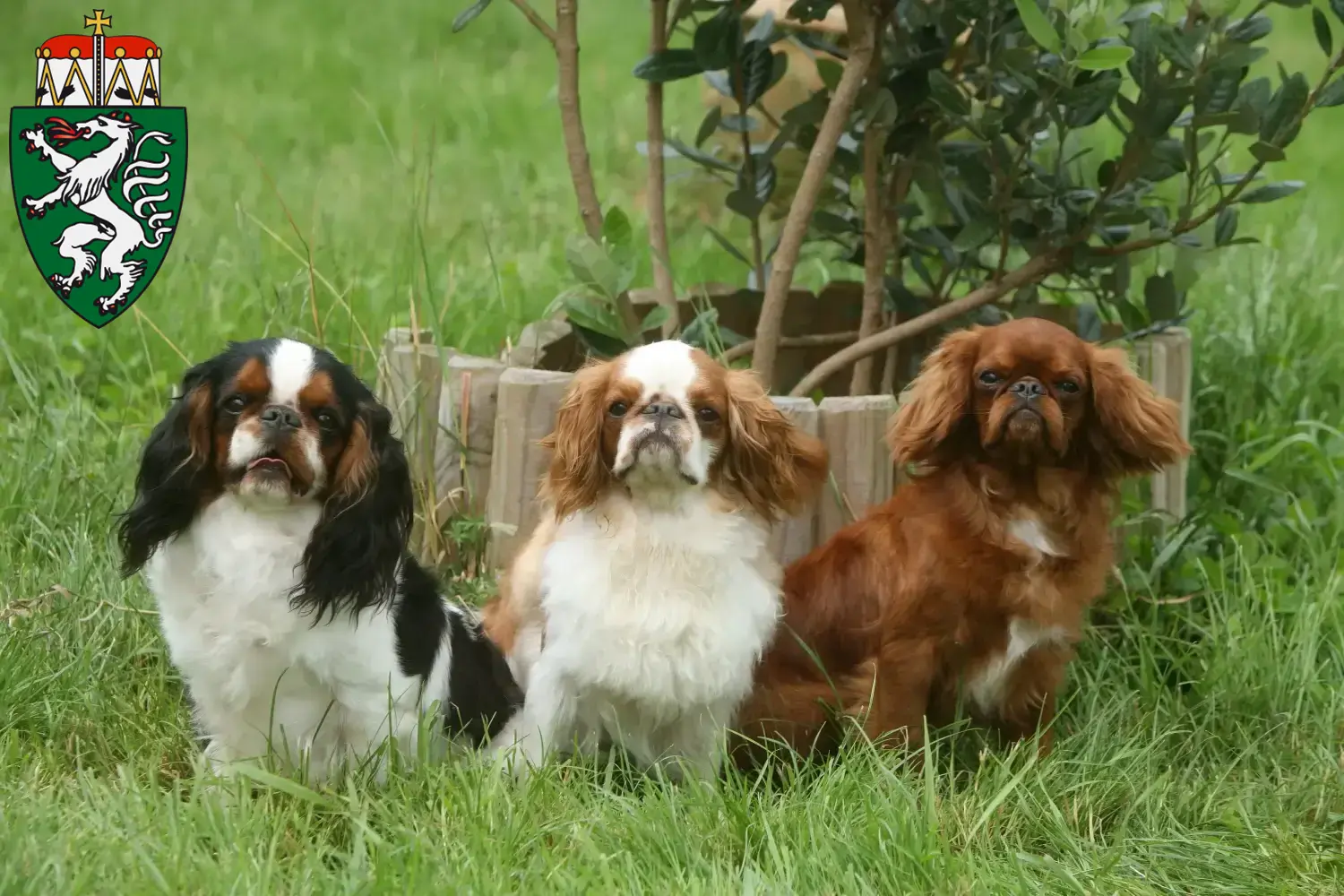 King Charles Spaniel puppies and breeders Styria Here you can find King Charles Spaniels breeders in Styria.