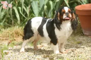 Read more about the article King Charles Spaniel breeders and puppies in Syddanmark