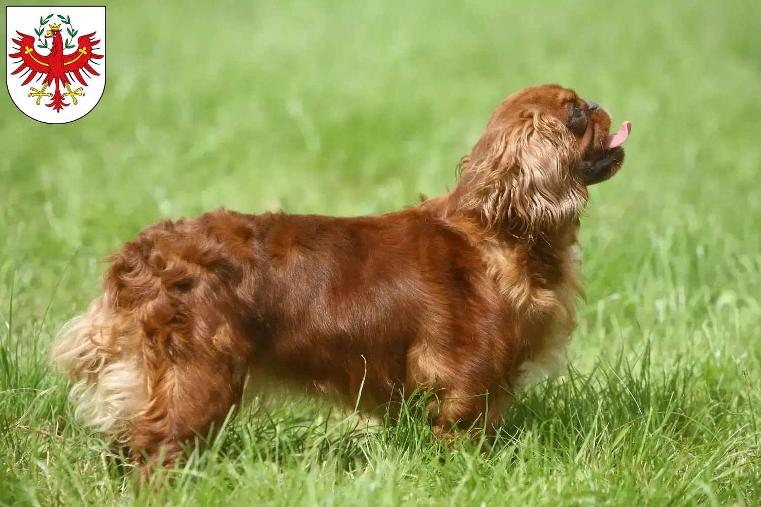 King Charles Spaniel puppies and breeders Tyrol Here you can find King Charles Spaniels breeders in Tyrol.