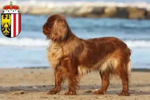 Read more about the article King Charles Spaniel breeders and puppies in Upper Austria