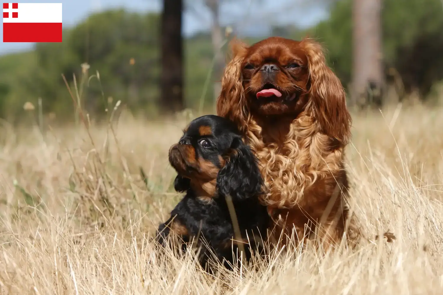 King Charles Spaniel puppies and breeders Utrecht Find King Charles Spaniels breeders in Utrecht.