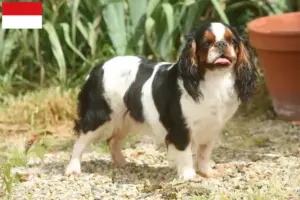 Read more about the article King Charles Spaniel breeders and puppies in Vienna