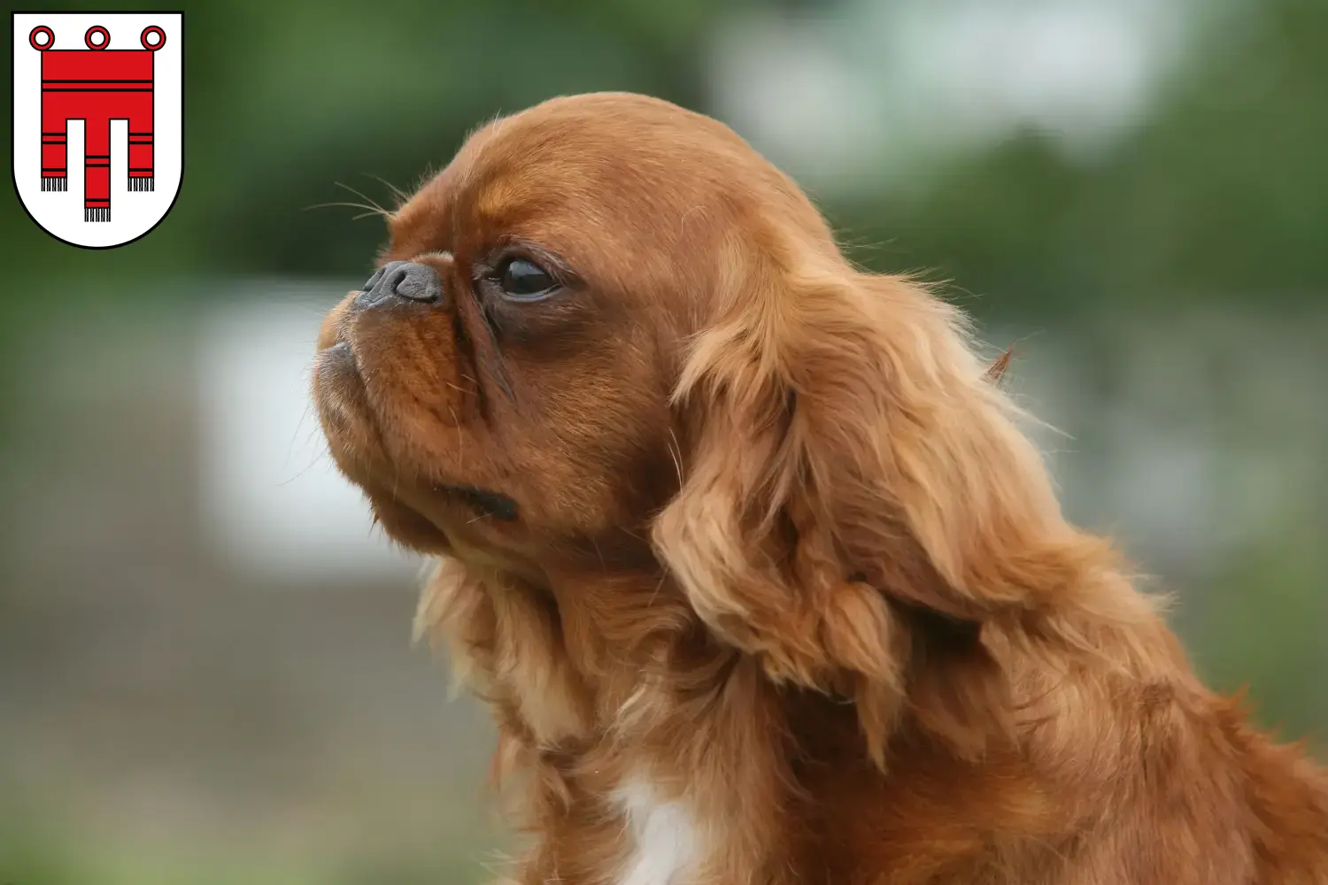 Read more about the article King Charles Spaniel breeders and puppies in Vorarlberg