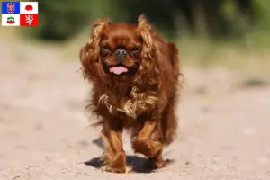 Read more about the article King Charles Spaniel breeders and puppies in Vysočina