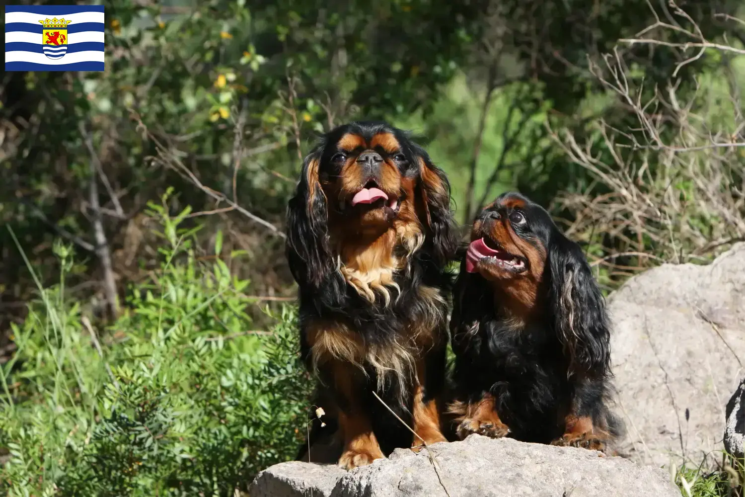 King Charles Spaniel puppies and breeder Zeeland Find King Charles Spaniels breeders in Zeeland.