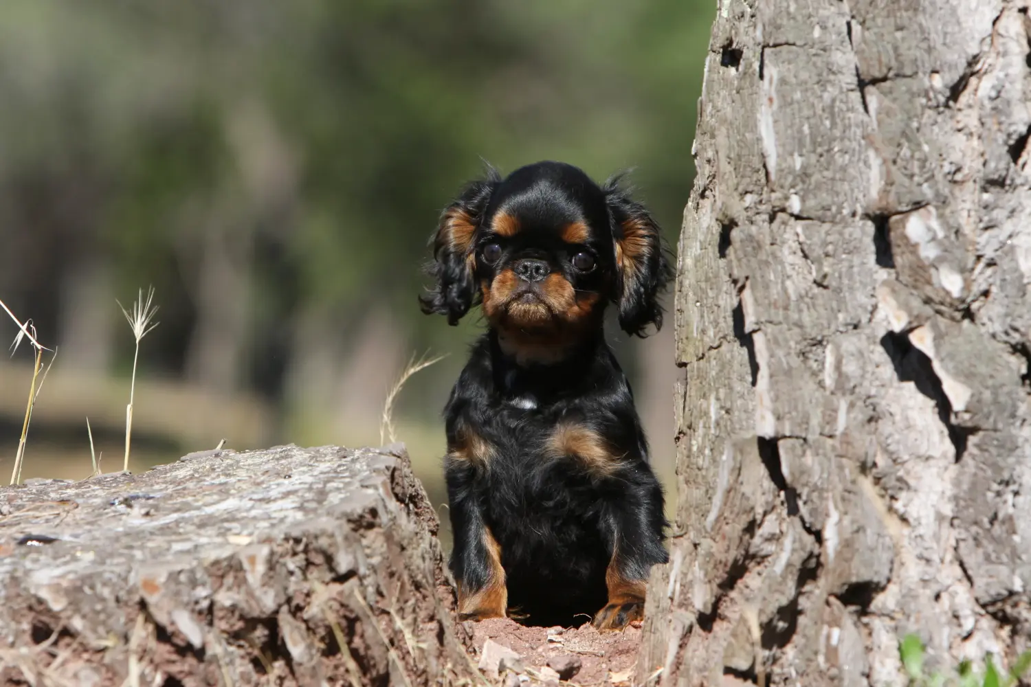 Buying a King Charles Spaniel puppy means taking responsibility! Buy King Charles Spaniel puppies.