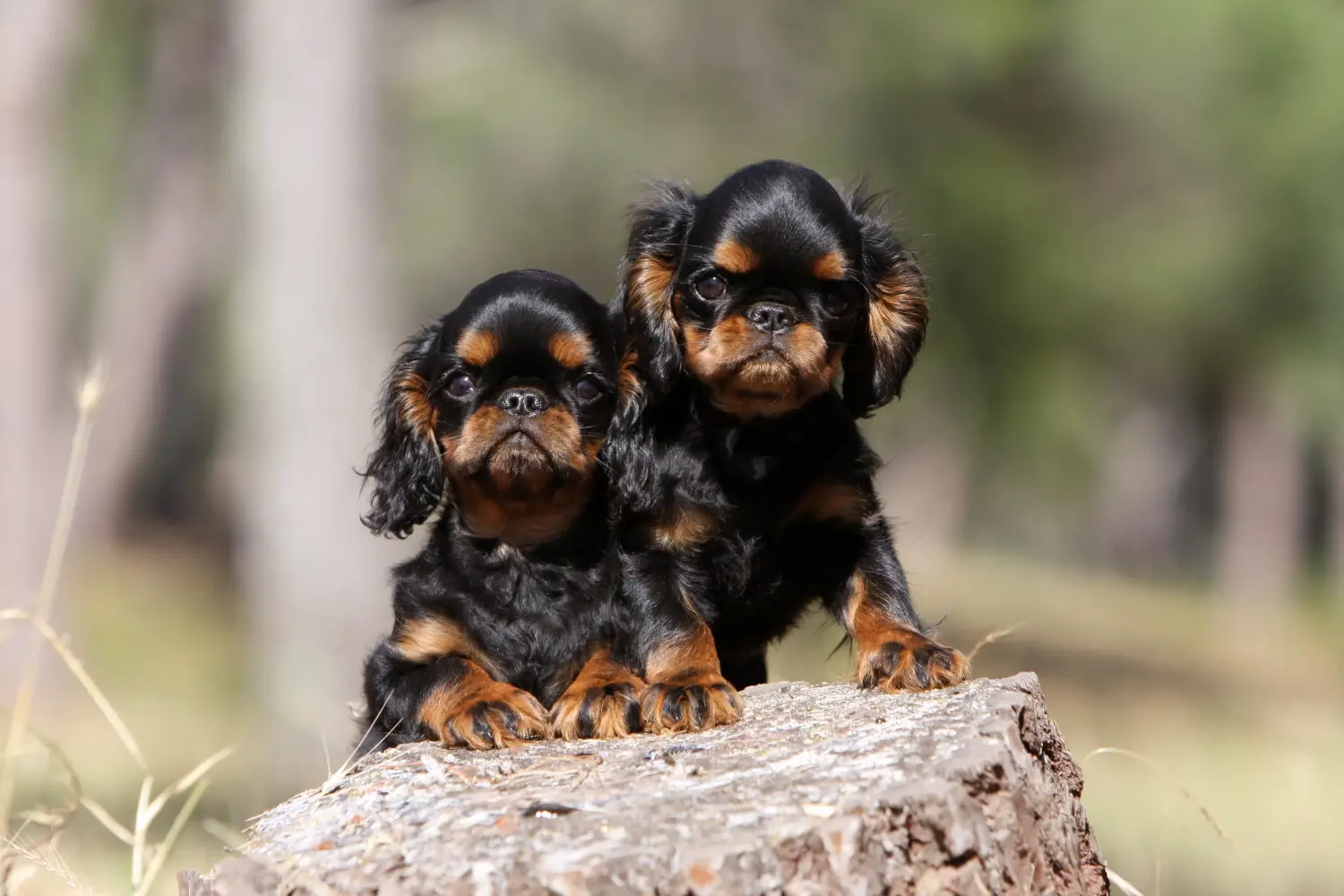 Buying a King Charles Spaniel puppy means taking responsibility! Buy King Charles Spaniel puppies.