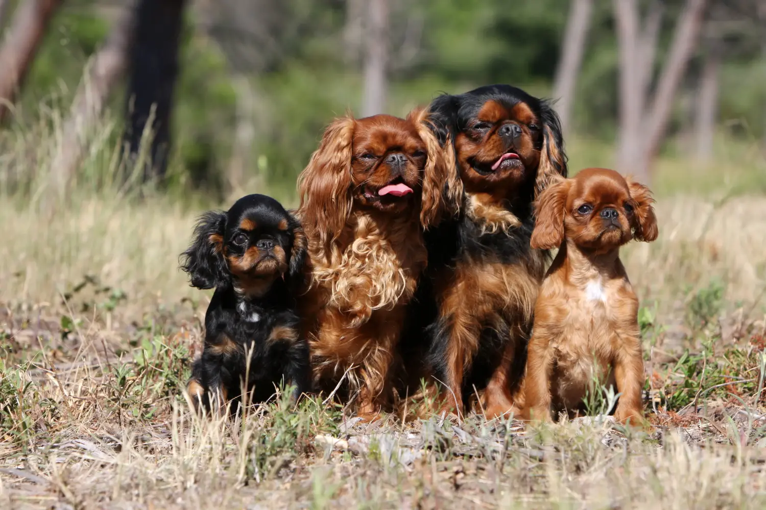 Buying a King Charles Spaniel puppy means taking responsibility! Buy King Charles Spaniel puppies.