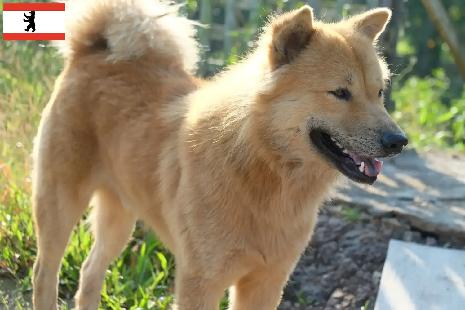 Kintamani puppies and breeders Berlin Here you can find Kintamani breeders in Berlin.