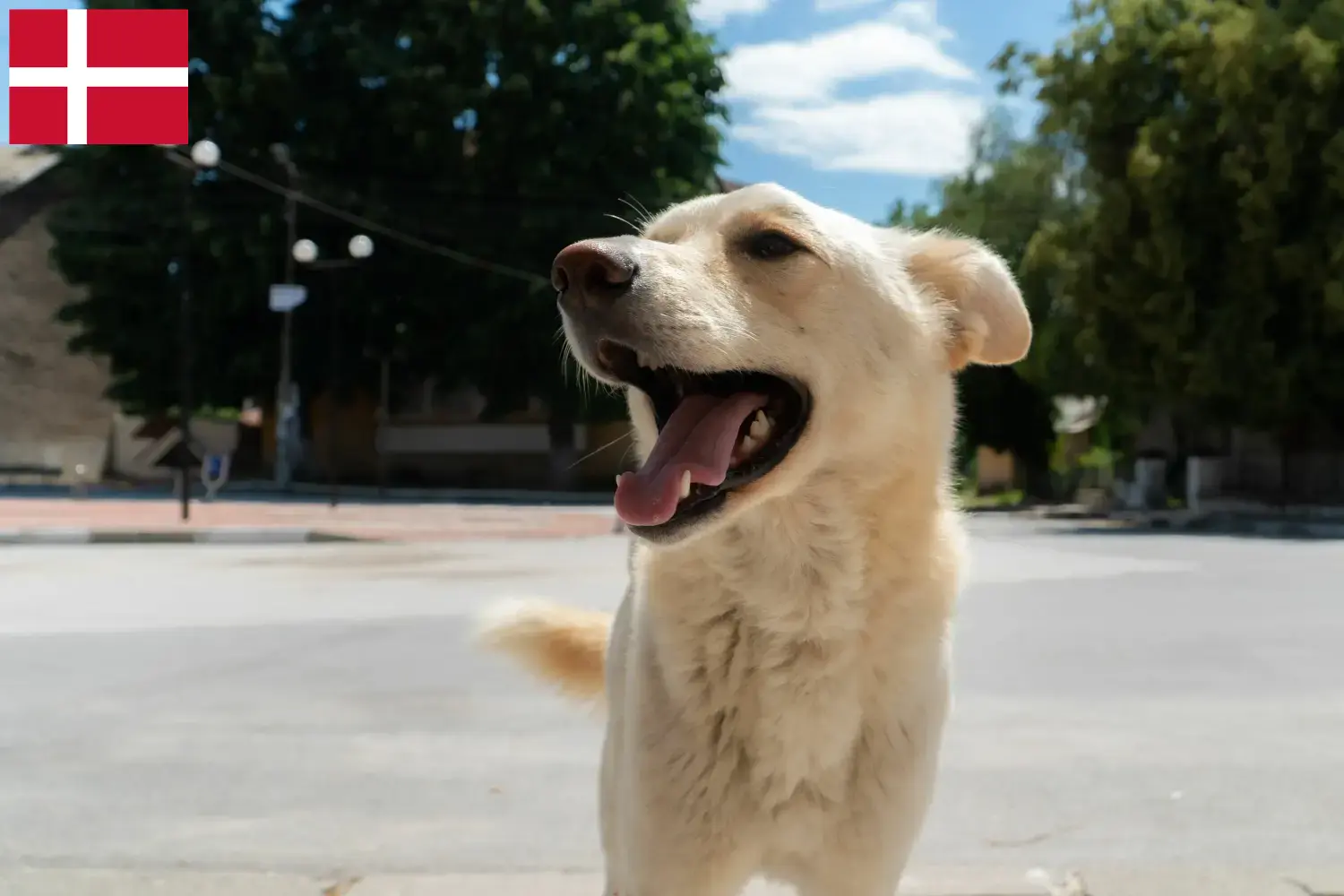 Read more about the article Kintamani breeders and puppies in Denmark