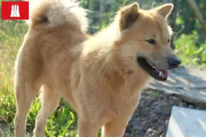 Read more about the article Kintamani breeders and puppies in Hamburg
