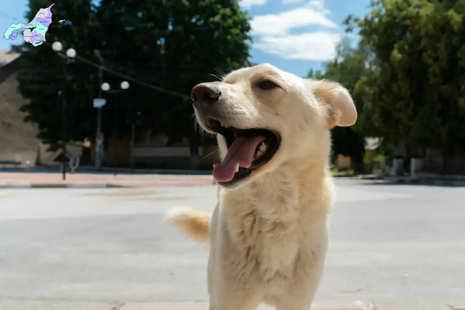 Kintamani puppies and breeders Nordjylland Here you can find Kintamani breeders in Nordjylland.