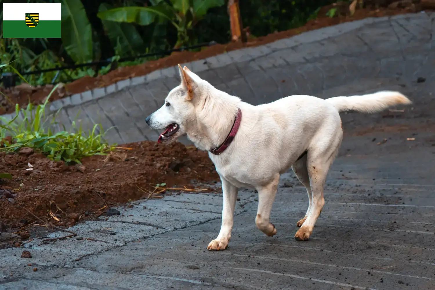 Kintamani puppies and breeders Saxony Here you can find Kintamani breeders in Saxony.