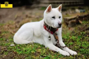 Read more about the article Kishu breeders and puppies in Baden-Württemberg