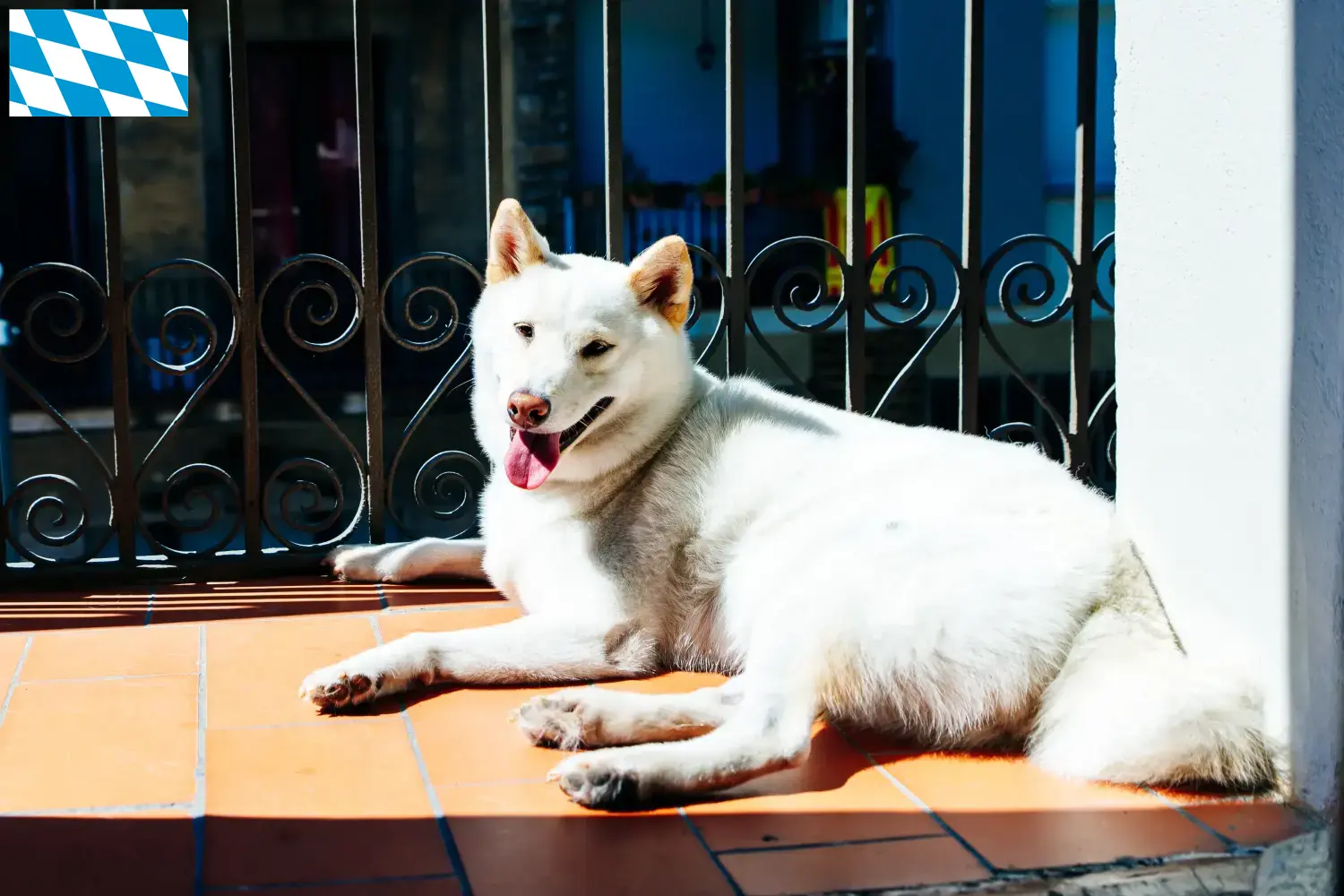 Read more about the article Kishu breeders and puppies in Bavaria