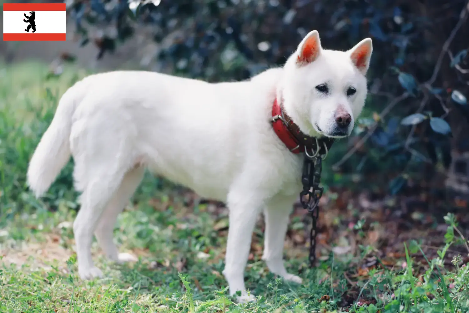 Kishu puppies and breeders Berlin Here you can find Kishu breeders in Berlin.