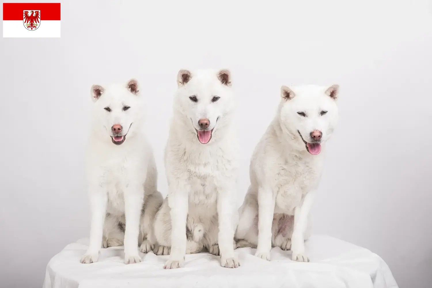 Read more about the article Kishu breeders and puppies in Brandenburg