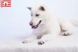 Read more about the article Kishu breeders and puppies in Bremen