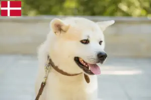 Read more about the article Kishu breeders and puppies in Denmark