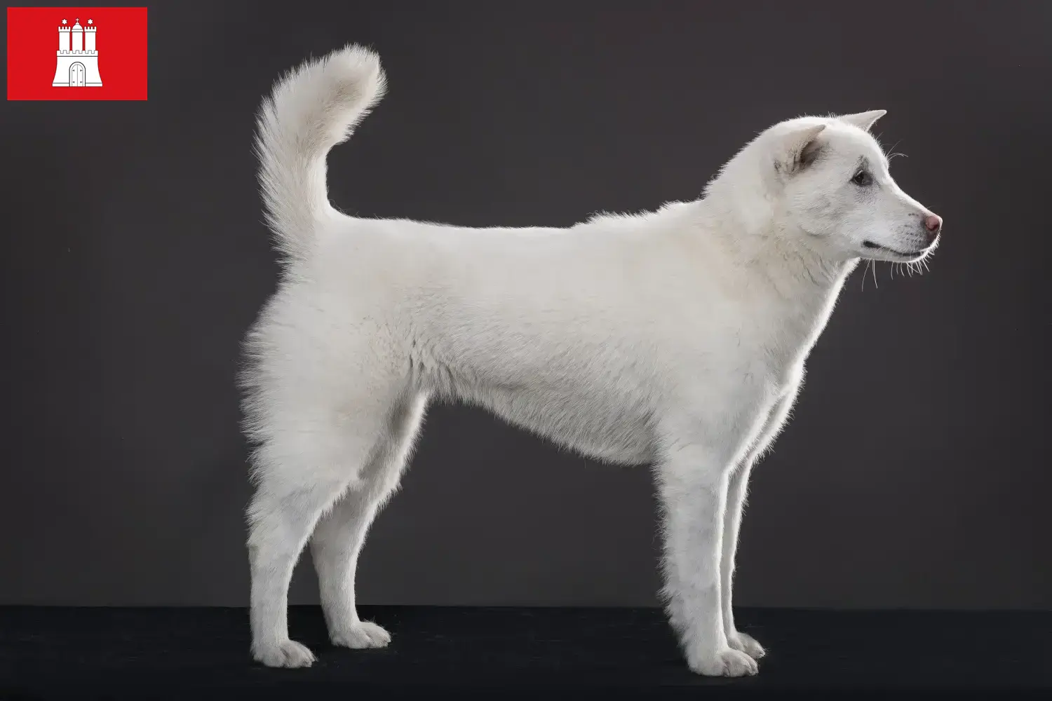 Kishu puppies and breeders Hamburg Here you can find Kishu breeders in Hamburg.