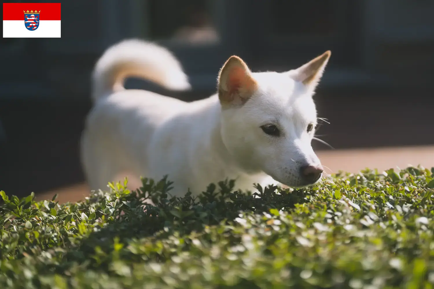 Kishu puppies and breeders Hessen Here you can find Kishu breeders in Hessen.