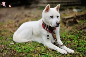 Read more about the article Kishu breeders and puppies in Hovedstaden