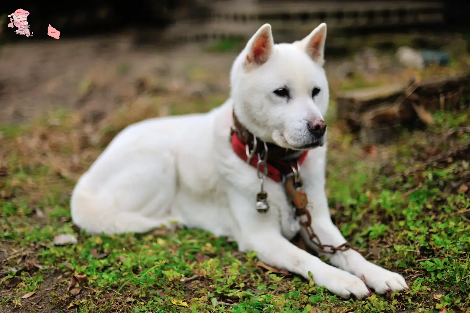 Kishu puppies and breeder Hovedstaden Here you can find Kishu breeders in Hovedstaden.