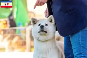 Read more about the article Kishu breeders and puppies in Mecklenburg-Vorpommern