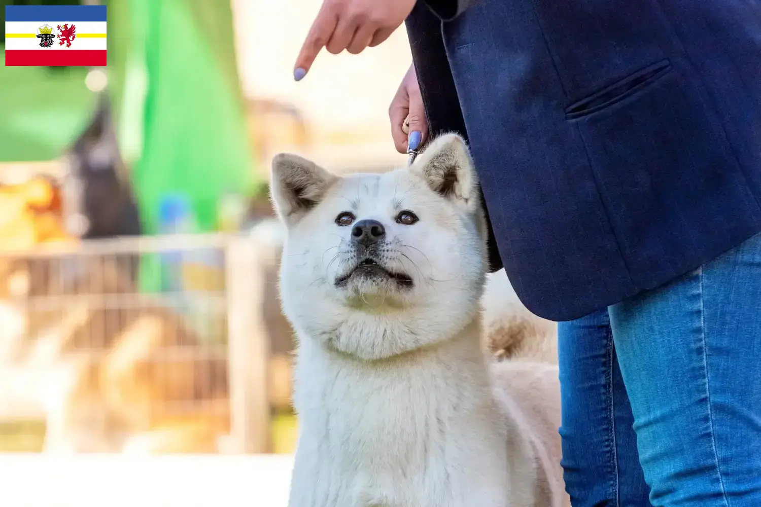 Read more about the article Kishu breeders and puppies in Mecklenburg-Vorpommern