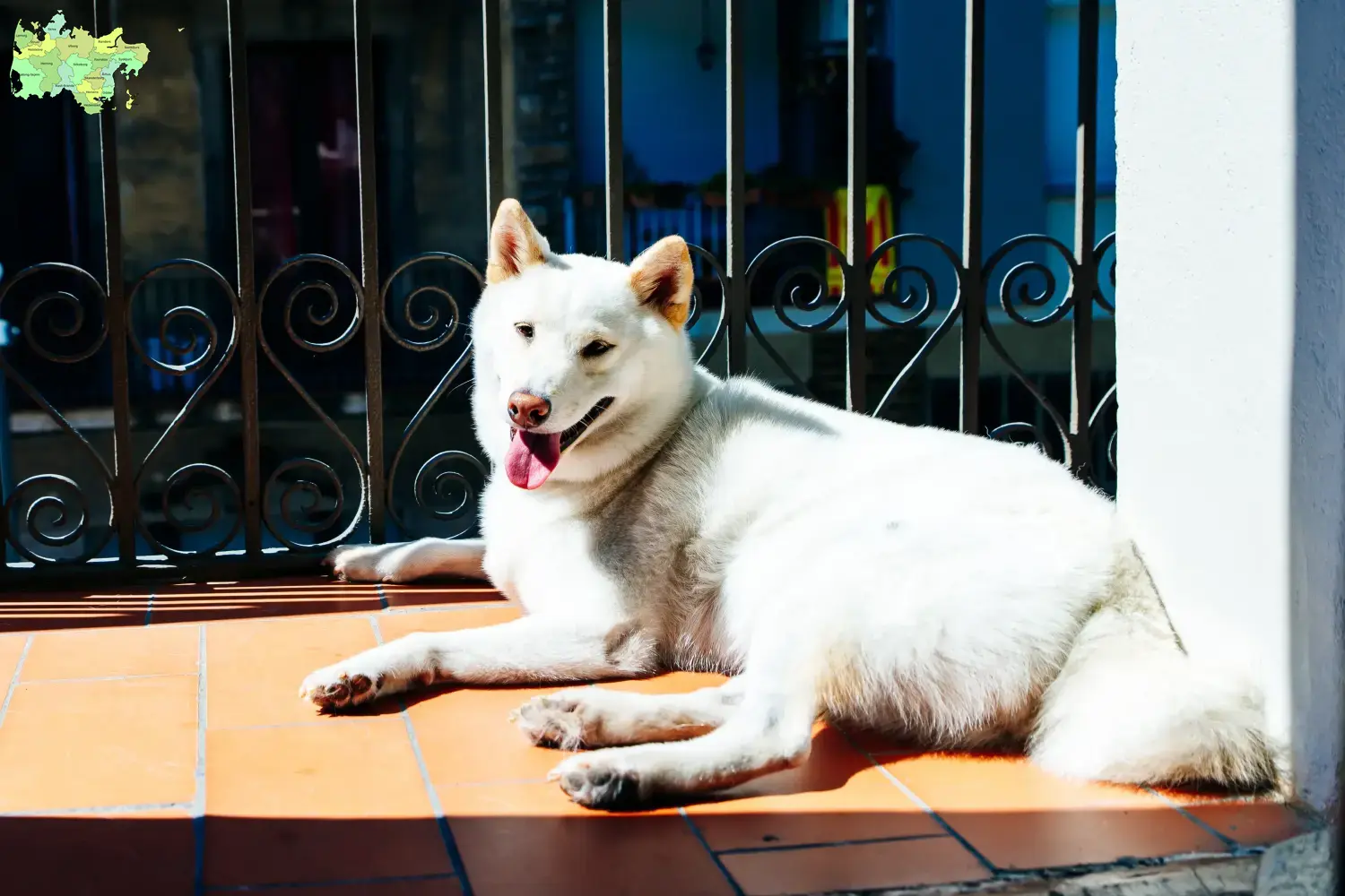 Kishu puppies and breeders Midtjylland Here you can find Kishus breeders in Midtjylland.