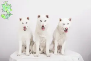 Read more about the article Kishu breeders and puppies in Sjælland