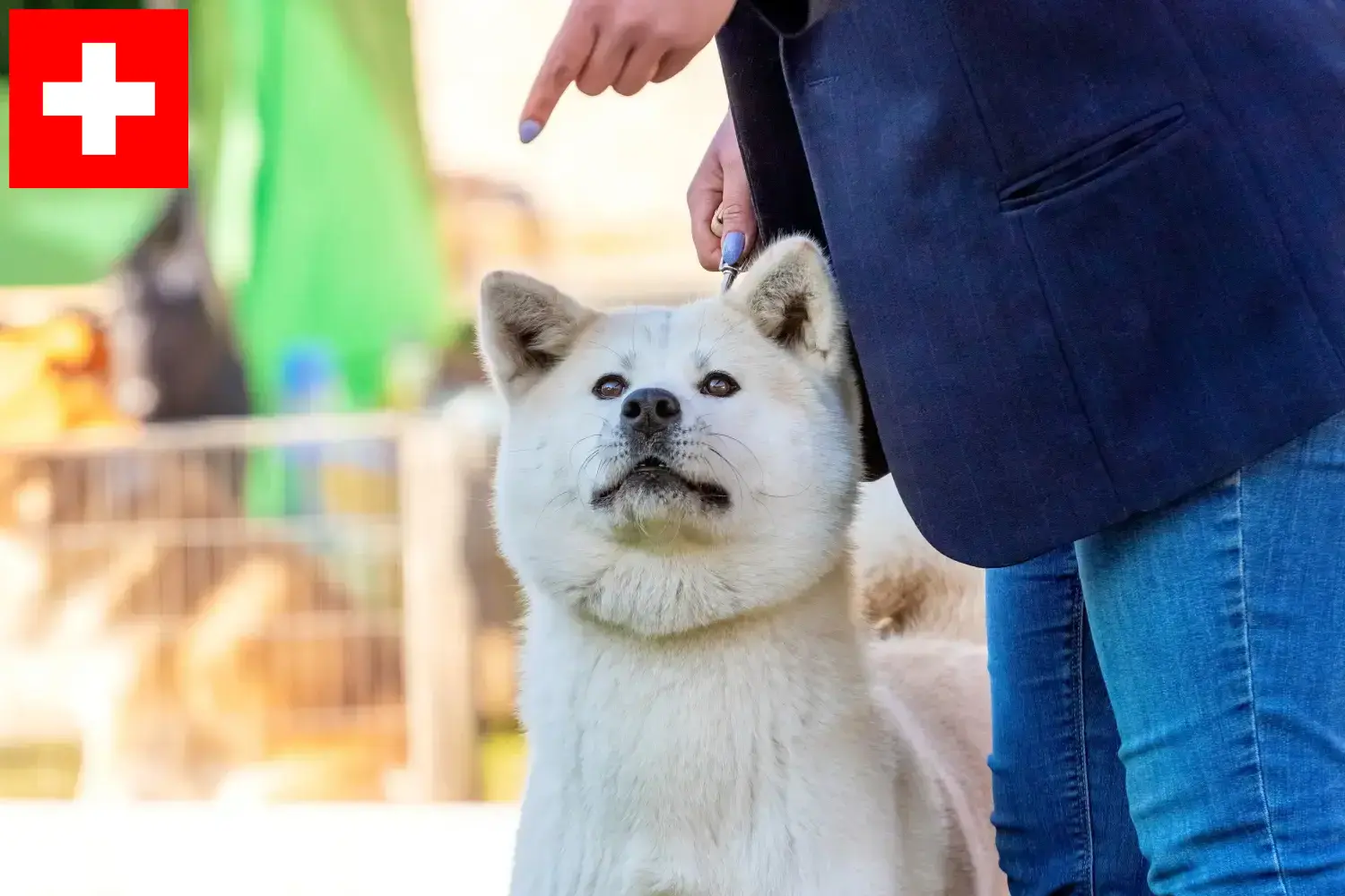 Kishu puppies and breeders Switzerland Here you can find Kishu breeders in Switzerland.
