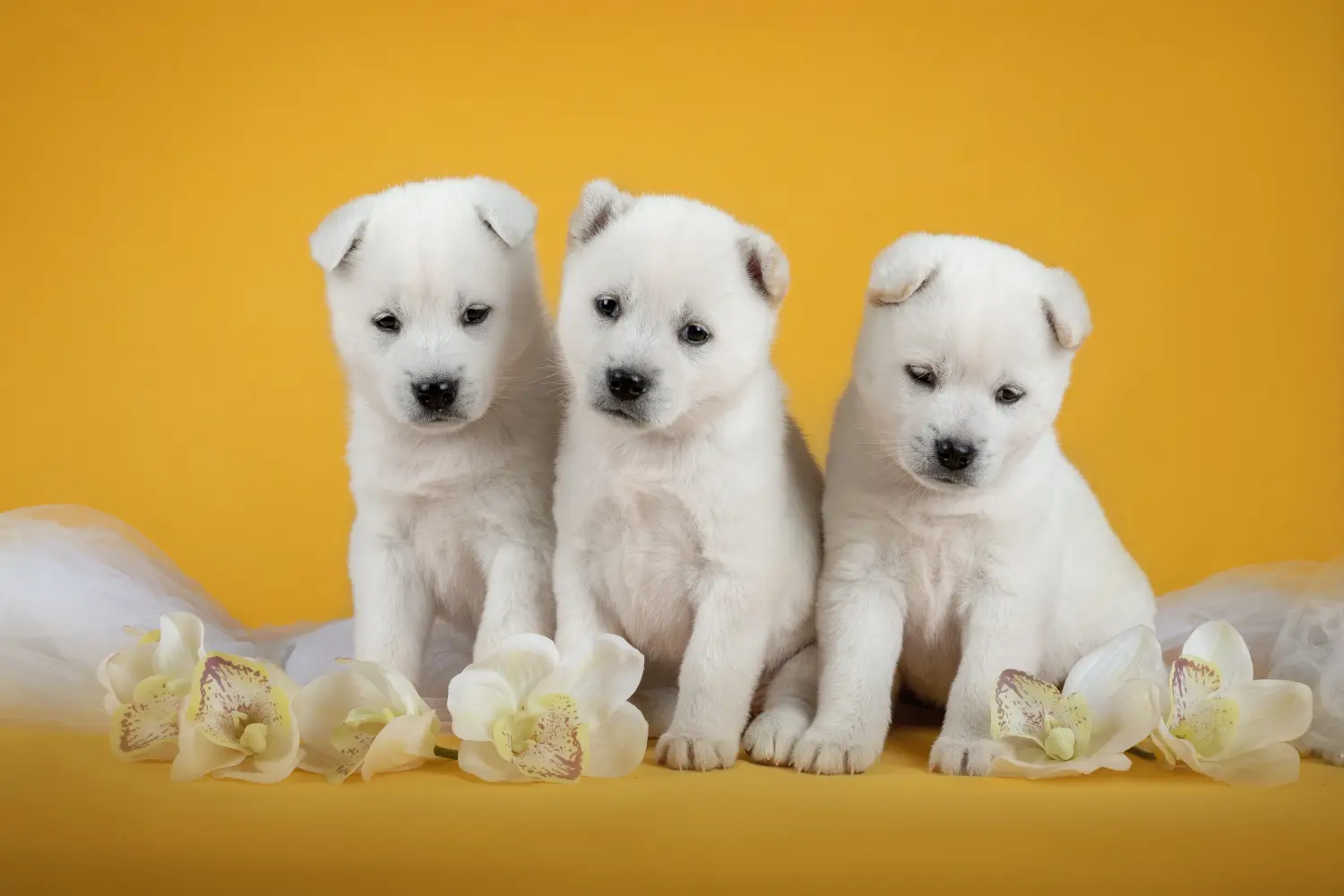 Buying a Kishu puppy means taking responsibility! Buy Kishu puppies.
