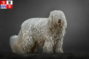 Read more about the article Komondor breeders and puppies in Central Bohemia