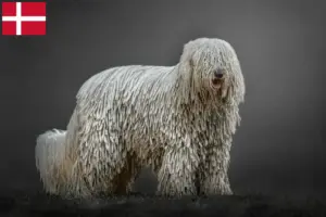Read more about the article Komondor breeders and puppies in Denmark