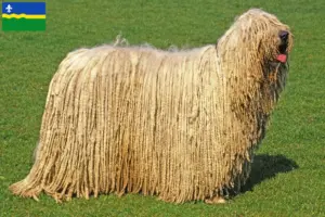Read more about the article Komondor breeders and puppies in Flevoland