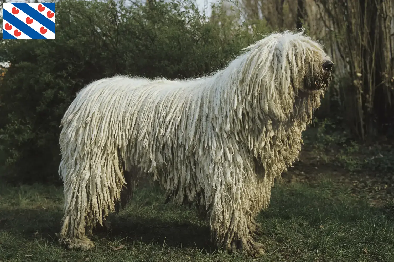 Read more about the article Komondor breeders and puppies in Friesland