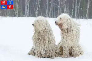 Read more about the article Komondor breeders and puppies in Hradec Králové