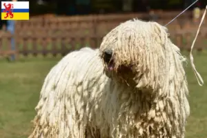 Read more about the article Komondor breeders and puppies in Limburg