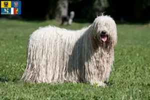 Read more about the article Komondor breeders and puppies in Moravia-Silesia