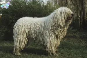 Read more about the article Komondor breeders and puppies in Nordjylland